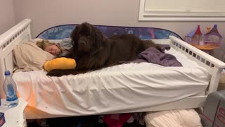 Little girl has best sleepover ever with her Newfoundland dog