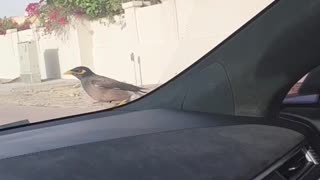 Bird Enjoying Car Ride