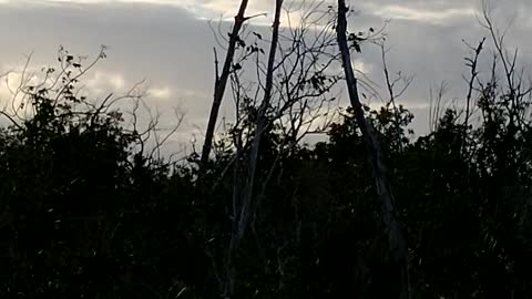 Freedom Kites returned to the patriot pine