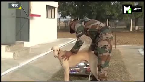 Military dog || Indian Army dog training