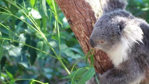 1 minute mindfulness practice - koala