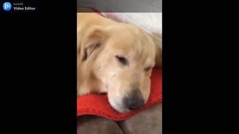 Golden retriever found tiny kitty and bring home to take care of him.mp4