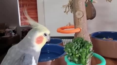 The cockatiel bird eats its morning food in an amazing way