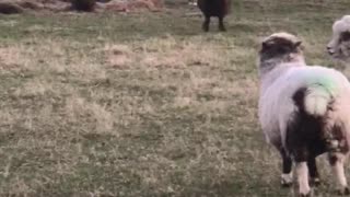 Bouncy Sheep at Play