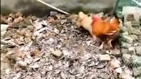 Chicken vs dog dog Chicken VS Dog Fight - Funny Dog Fight Videos Dog fight to chicken funny dog