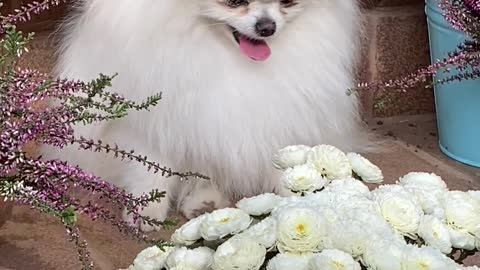 A gorgeous white dog laughing and playing