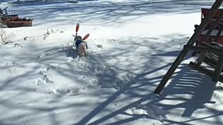 Duke in the snow Having a blast. 2-20