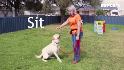 Basic dog training - Must Watch & Enjoy