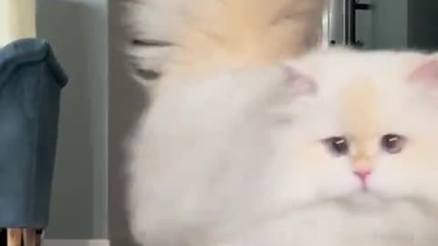 Cute cats video compilation 94