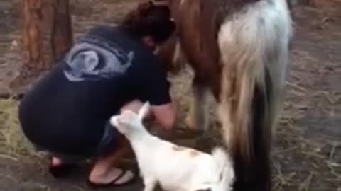Baby Goats Leap On Woman's Back While She Cleans A Horse's Hooves