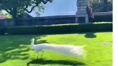 White Peacock Flying From Tall Building White Peacock Flying From Tall Building