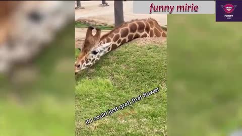 funny animals