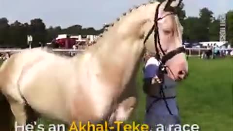 Most Beautiful horse in the World