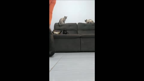 Animais engraçados e onde moram funny pet compilation