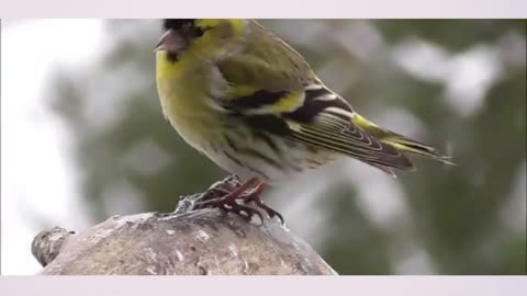 Birds Eatting Food😋😋😋😋😋😋