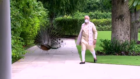 Precious moments- PM Modi feeding peacocks at his residence