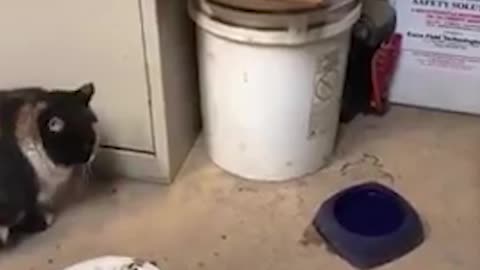 Rat Steal Food from Cat