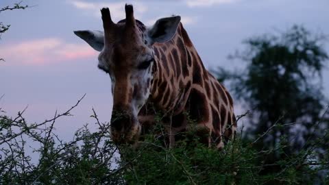 Giraffe eating