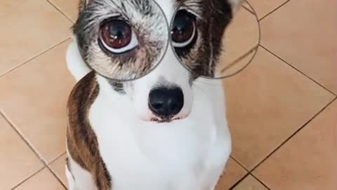 cute dog with eye glass