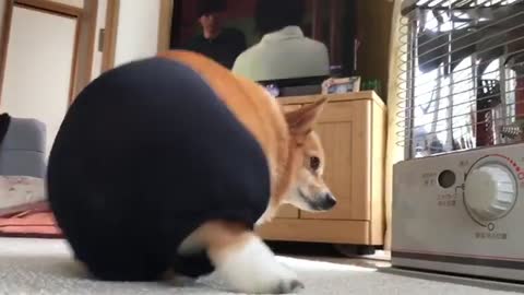 Corgi Butt in Tights