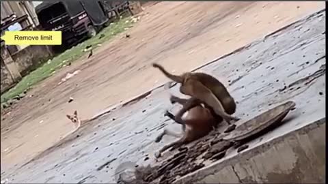 Rey mestyrio fan monkey Fight