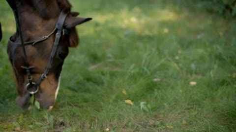 Beautiful brown horse grazing on green meadow