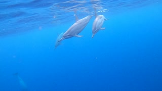Swimming with Dolphins in Hawaii 🤙🤙