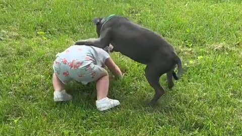 Baby is playing with dog