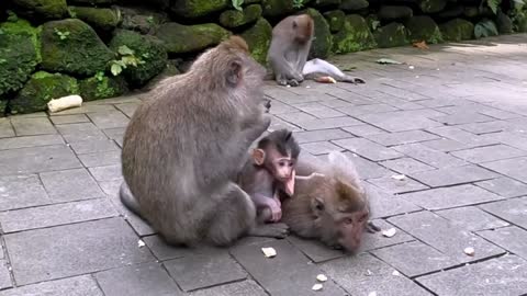 Devoted mother monkey uses baby's tail to keep it close to her