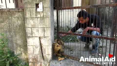 Animal Rescues That Will Restore Your Faith In Humanity