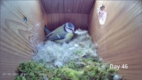 From empty nest to first egg in less than 8 minutes! - BlueTit nest box live camera highlights