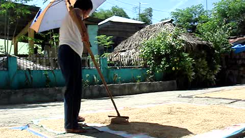 Rice farmer drying rice in the hot sun along the village street