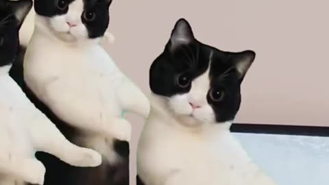 Cats Team Dancing
