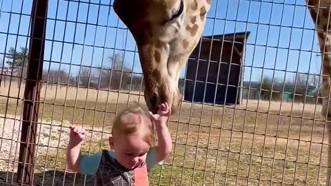 Giraffe Gives A Cute Baby Smooches