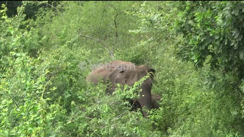 Sri Lankan's Wild Elephant With Baby