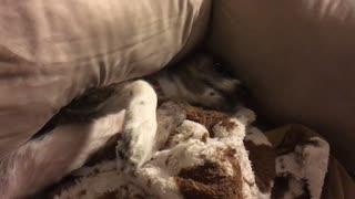 Dog Eaten by Couch