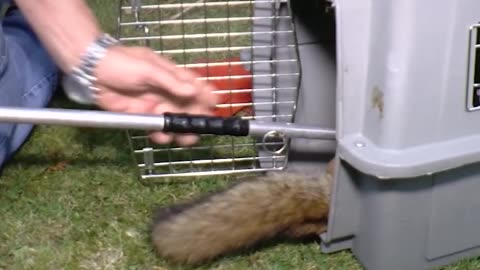 Baby Fox With Leg Stuck Saved by Rescuers | The Dodo