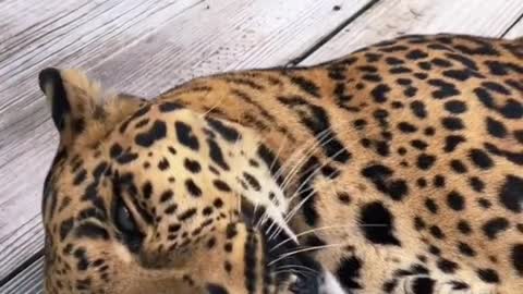 Leopard Purring Like A Kitty 😍 Cutest Critters