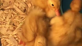 Indian Runners ducklings hatched part 3