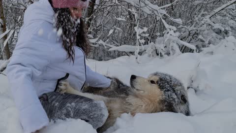 Husky having fun in the snow.