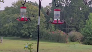 Hummingbird FEEDING FRENZY---😻🗯💥🥰