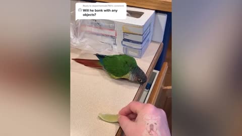 Most Funniest Video Of Parrot | You can't stop Laughing