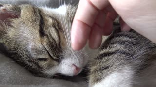 Cute Kitty Purrs and Shows His Paw Beans