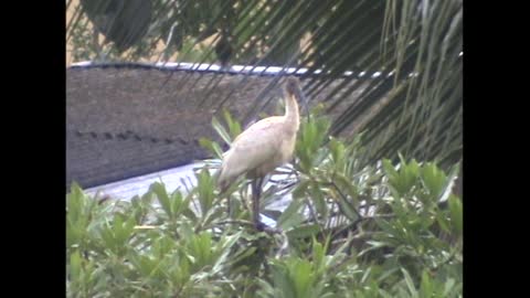 loving egret