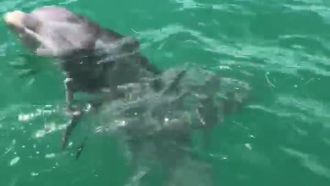 Dolphin Swimming By The Boat