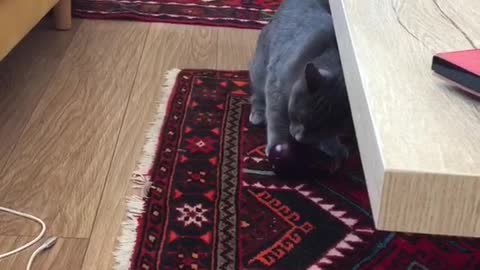 Grey cat plays with eggplant