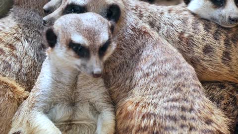 These meerkat are so cool check them out