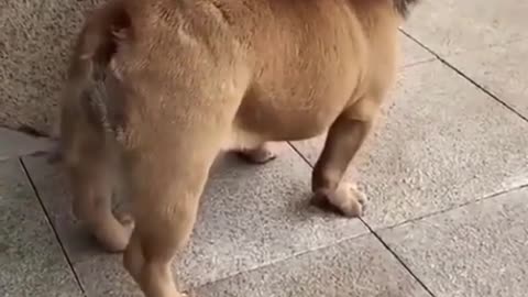 Funny dogy