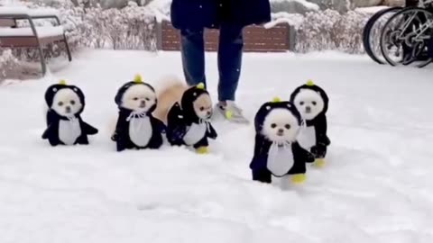 Cute puppy penguin 😜
