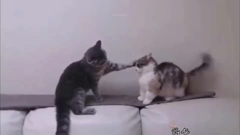 Funny cats #short #4